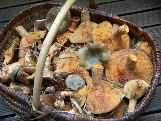 La Grande Maison Dans La Prairie Caille Dış mekan fotoğraf